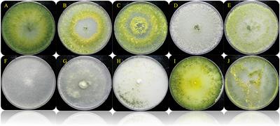 Biological Control and Plant Growth Promotion Properties of Volatile Organic Compound-Producing Antagonistic Trichoderma spp.